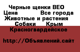 Черные щенки ВЕО › Цена ­ 5 000 - Все города Животные и растения » Собаки   . Крым,Красногвардейское